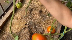 Томат Минусинский медведь действительно тяжеловес / М