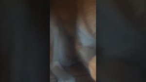 Надо всех кормить
