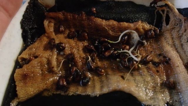 Шок, СЕНСАЦИЯ !!! ВИНОГРАД из магазина ПУСТИЛ КОРНИ!!! Gr смотреть онлайн