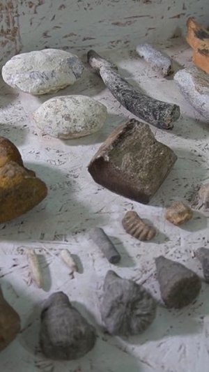 В Крыму обнаружили кость динозавра #shots #крымудивляет #история  #крым
