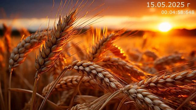 1044 Фантазии 15.05.2025 г смотреть онлайн