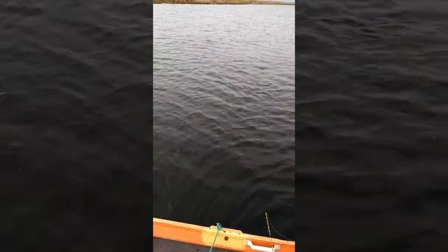 Рыбалка. Ловля щуки зимой по открытой воде.