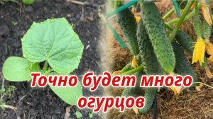 Высаживаю огурцы на грядку. Какие сорта сажаю, что закладываю в лунку