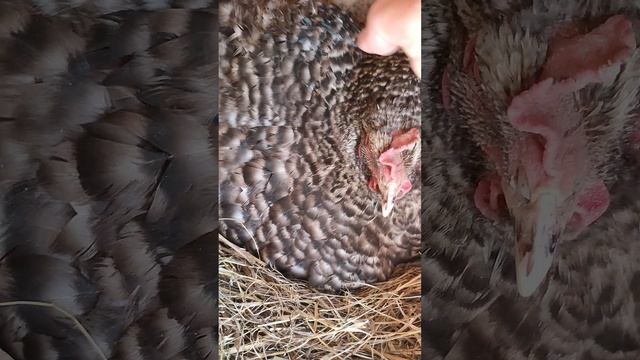 Прогнал квочку 🐔 собираю яйца🥚 отвечаю на комментарий 💬 🤔
