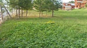 Великий Устюг.Подснежники в Усадьбе Арлазорова