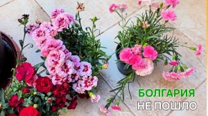 Болгария | Единственный вариант | Меняю