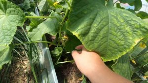 Вырастили огурцы Месье Оливье. Обзор готового овоща.