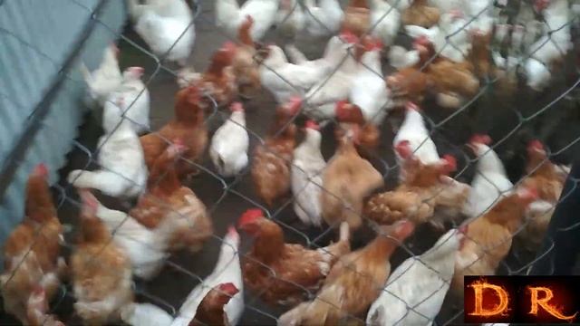 Прикол куры #юмор смотреть онлайн