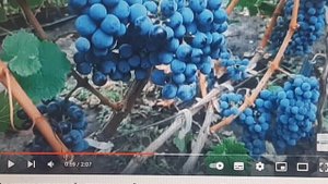 Лучшие темные технические сорта винограда