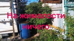 Пионы пошли