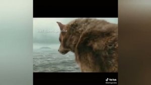 ЦИТАТЫ ВОЛКА ИЗ ТИКТОКА #4! АУФ! БЕРЛОГА ВОЛКА!