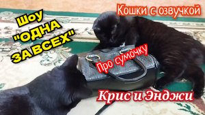 Кошки с озвучками. Смешная озвучка кошек из шоу "Одна за всех" (Крис и Энджи)