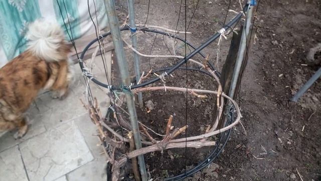 Формування винограду коли мало місця. Виноград на 1 кв. смотреть онлайн