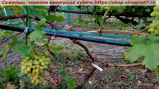 ДНЕПРОВСКАЯ РИВЬЕРА смотреть онлайн