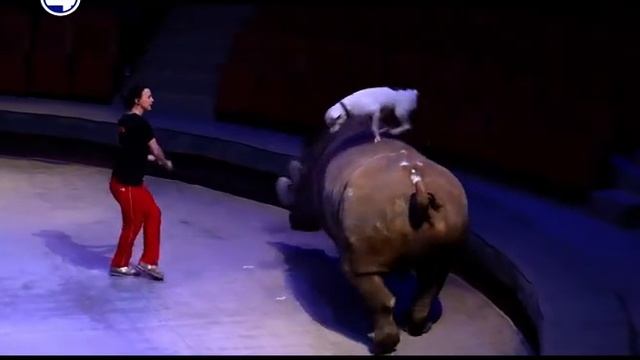 Жирафики смотреть онлайн