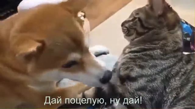 Прикольные животные Смешные и забавные смотреть онлайн