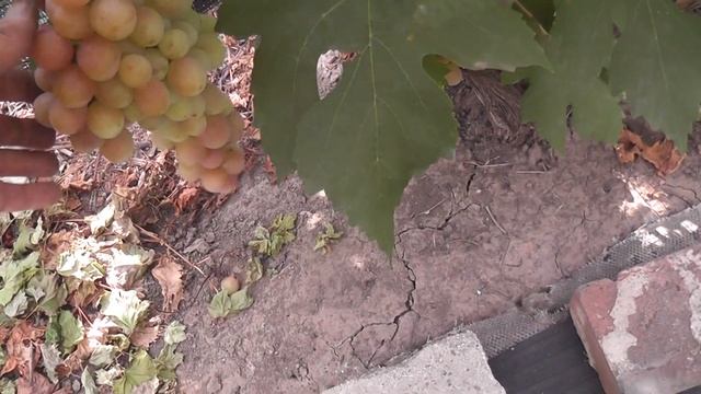 Сорт винограду "Антоній Великий" "Валентина" "Дашуня" "А смотреть онлайн