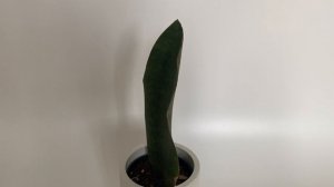 Сансевиерия Биг лиф