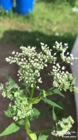 Зелёная здравница 26