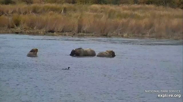 Медведи Катмай. Аляска - Katmai bears. Alaska. смотреть онлайн