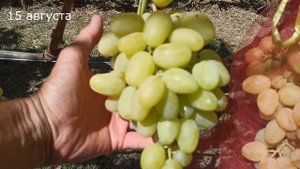 Мускат Дубовский.