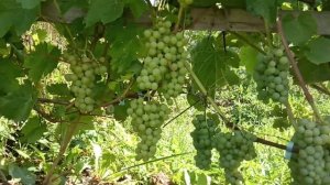 Виноград Лиепаяс Дзинтарс и Фабел под Гатчиной в сере?