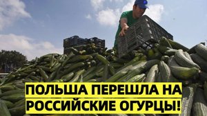 Польша перешла на российские огурцы!