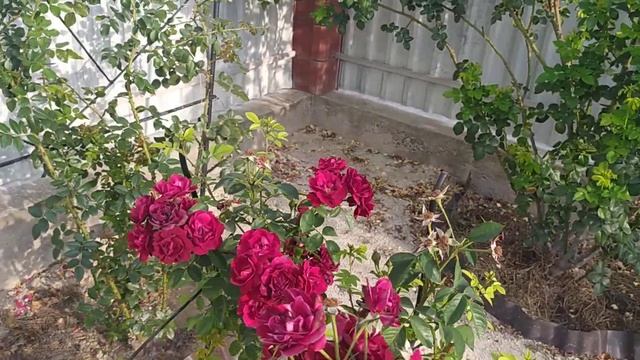 10.07.2024г. Цветение роз в жару, июль. Моя покупка удобрени смотреть онлайн