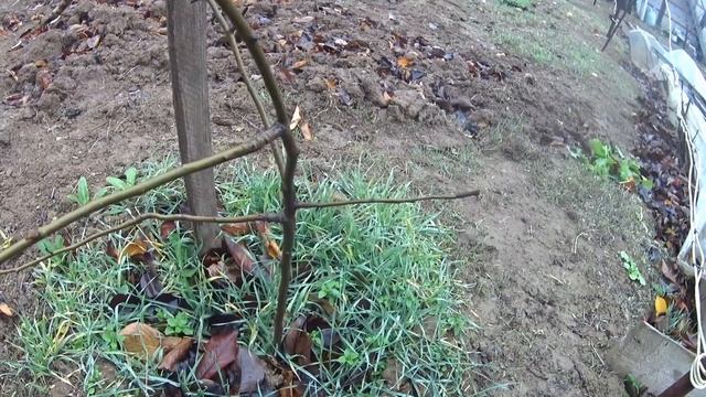 Дикая Груша🍐на моей Даче (Дичка), её + и что ожидаю от п смотреть онлайн