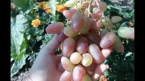 Виноград Сенсація🍇 "Справжня сенсація у світі виногр