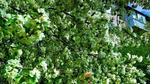 21-05-2025 Цветущий май, Асбест, Урал🌳🏡🌿💐😉