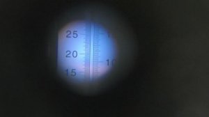 Виноград к-ш Подяка Полякам