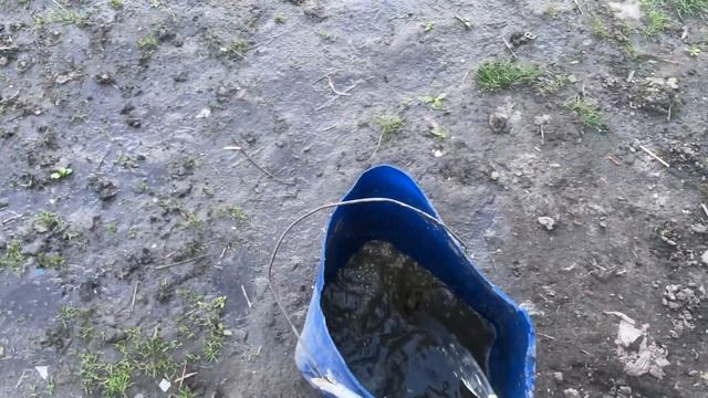 Перший полив винограду весною смотреть онлайн