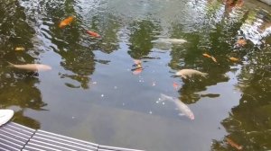 Смотрим рыбок в парке вместе с внучкой.