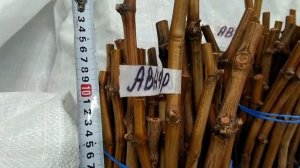 Виноград Аватар