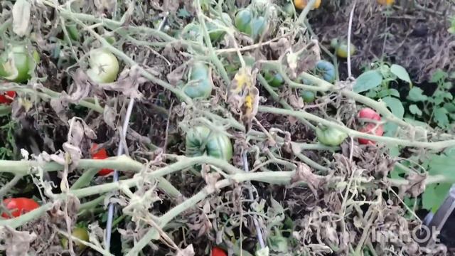 Ожидаются заморозки! Собираю уличные томаты наш урожа смотреть онлайн