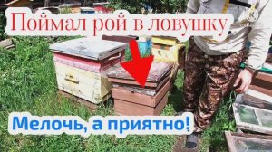 Поймал первый рой в ловушку!
