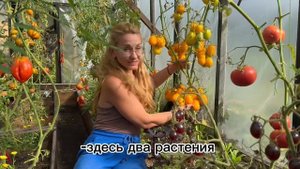 Сливка Бендрика жёлтая. Отличный помидор для заготово