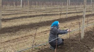 Фуджі Фубракс: Новий Лідер Саду”