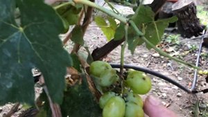 Виноград Сиреневый, Калугина .