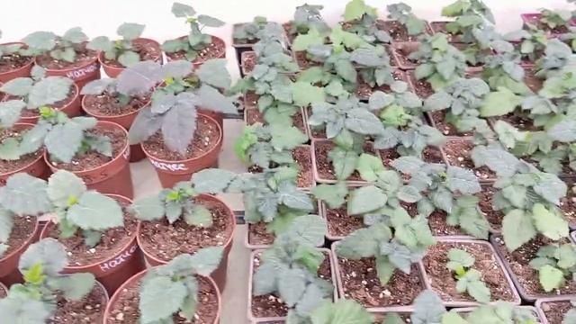 Лучшая ежевика для вашего сада. Чем она покоряет сердц смотреть онлайн