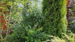 Новый сад на даче часть (7)