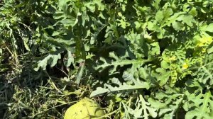 Арбузы 🍉 привитые на кабачке 3 августа