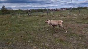 Страна Оления