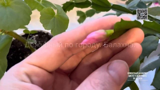Комнатный декабрист цветет у Дежурного. 05.02.2024 от Дежу?