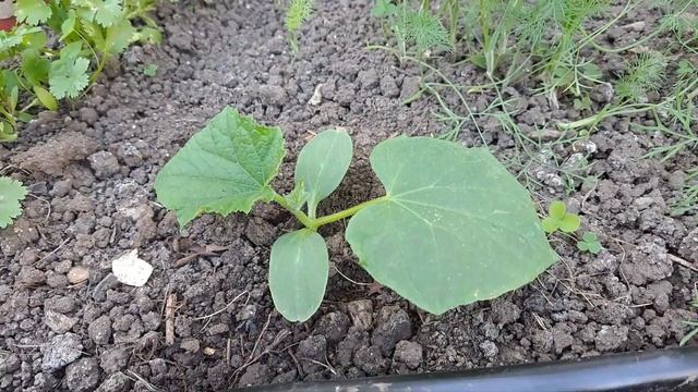 Посадка рассады огурцов в теплице. Когда и как. смотреть онлайн