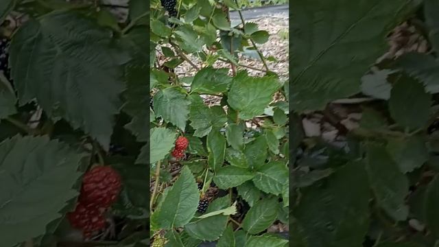 Обзор ежевики Натчез. 23 июля. Подмосковье. ежевика