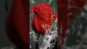 Во имя Христа✝️. Песня. Анастасия Вишня.