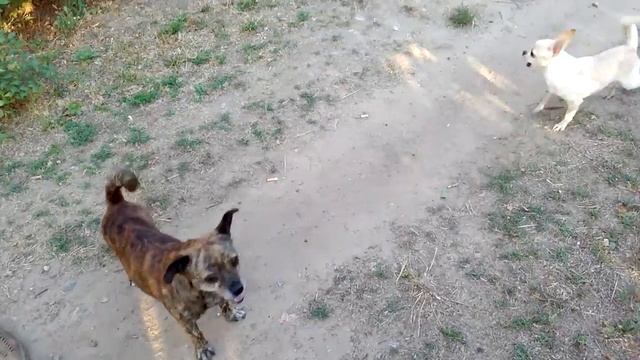 Чихуа нападает на более крупную собаку смешное видео смотреть онлайн