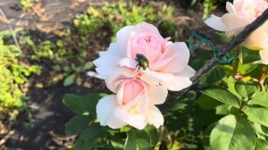 Роза Леди Гарденер (The Lady Gardener) David Austin Великобритания, 2